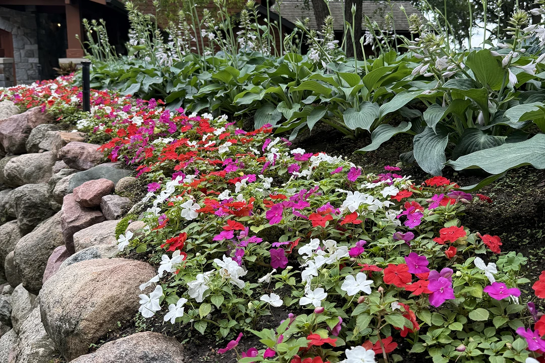 Colorful flowers alongside rocks and greenery.
