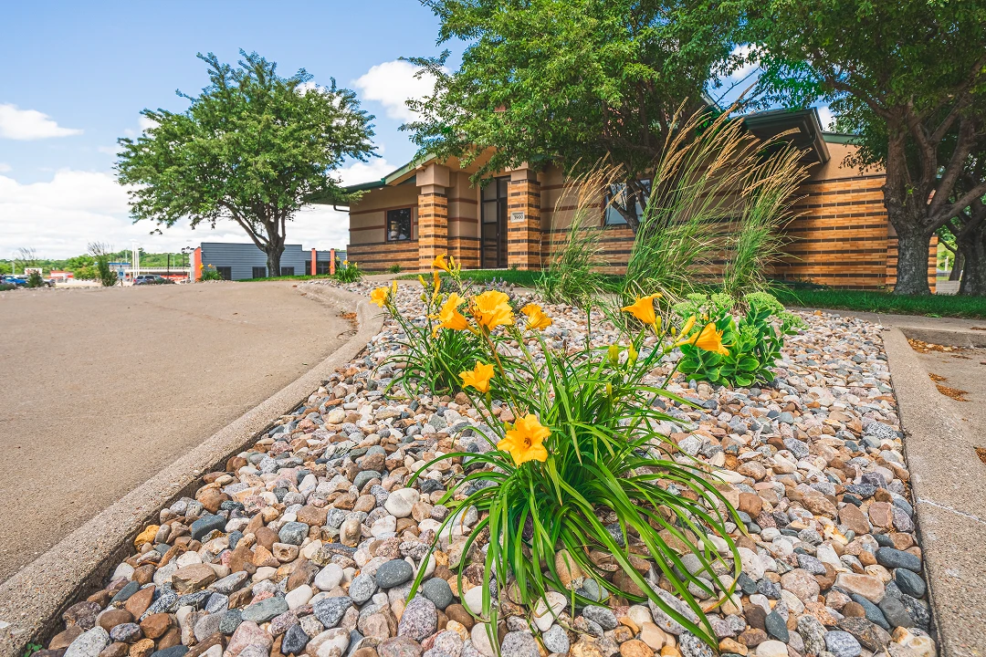 Yellow flowers in landscaped garden with stones.